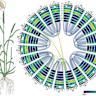 DNA-Edited Wheat Promotes Soil Bacterial Nitrogen Fixation, Increases Yields