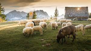 Research Affiliates Has a New Feather in Its Cap-Weighted Line