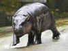 Moo Deng meme coin: Baby pygmy hippo helps man earn Rs 100 crore in just 17 days