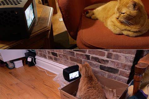 Cozy cats live in a Raspberry Pi-powered luxury automated smart house