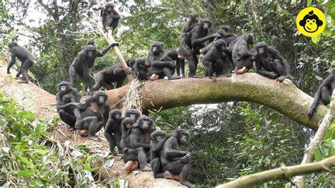 Drivers of Female Power in Bonobos