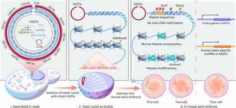 De novo assembly&delivery of synthetic megabase-scale human DNA to mouse embryos