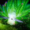 Study: Some sea slugs incorporate photosynthetic parts of algae into their body
