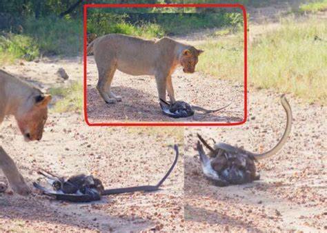 Epic Battle Between Lions, Black Mamba and Eagle [video]