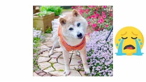 Kabosu Dies: Beloved Shiba Inu Who Gained Fame As Doge Meme Was 18 - Deadline