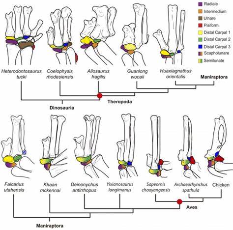 The curious case of how bird wrists evolved