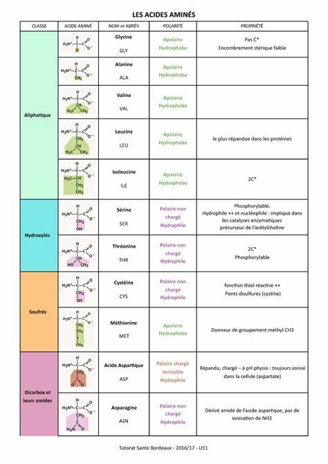 Tableau des acides aminés: fonctions, types et caractéristiques