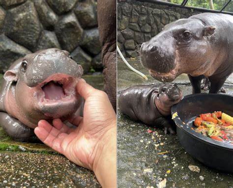 Baby pygmy hippo Moo Deng is a TikTok star, but her keepers are worried