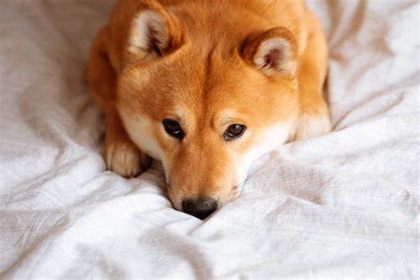 Why Dogecoin, Shiba Inu, and THORChain Are Rising Today - The Motley Fool