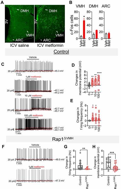 Low-dose metformin requires brain Rap1 for its antidiabetic action