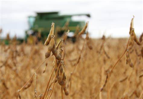 Soybeans Showing Quiet Midday Trade with Non-eventful USDA Reports