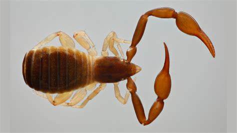 A new species of rare pseudoscorpion has been named after the Slovak president