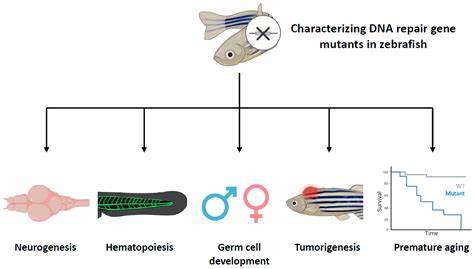Genetic Code Enables Zebrafish to Mend Damaged Organs