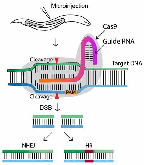A highly efficient CRISPR-Cas9-based gene-editing system in oats