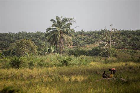 Investigation confirms majority of community grievances in Socfin plantations