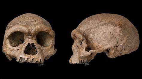 The first ever confirmed skull of a Denisovan