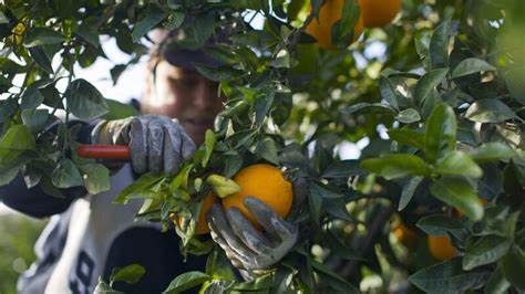 Why protections for crypto investors are linked to orange groves - CNBC