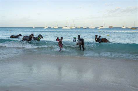 Where the Horses Swim: On Barbados' Pebbles Beach, Racehorses Train in the Ocean