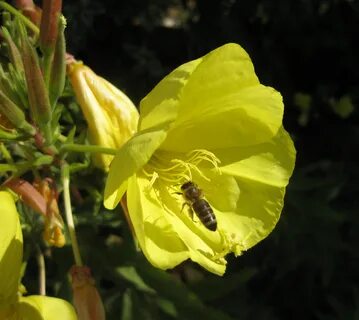 Gemeine Nachtkerze – Wikipedia