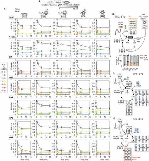 Decoding of carbon and energy metabolism in P. putida for lignin utilization