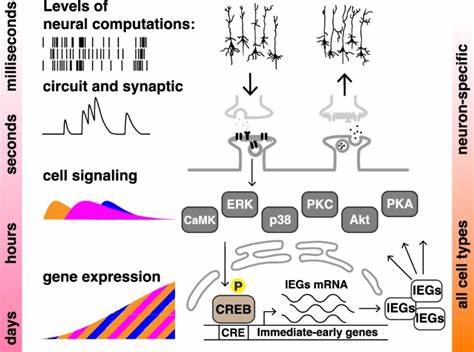 The massed-spaced learning effect in non-neural human cells