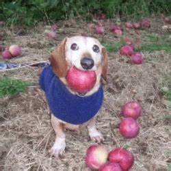 dog with apple in mouth Price: APPLE Live Price Chart, Market Cap & News Today - CoinGecko Buzz