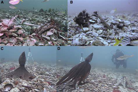 Octopuses Use Microbial Signals to Guide Complex Behaviors