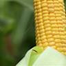 Corn Trying to Put Together a Midweek Bounce