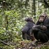 Chimpanzees yawn when observing an Android yawn