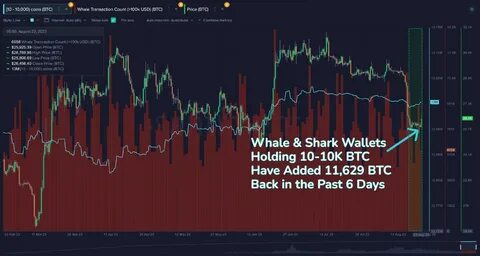 Crypto Whales Have Been Working Hard in the Past Months: Details - CryptoPotato