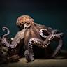 Eight arms, endless skills: New study finds an octopus' arms can do it all