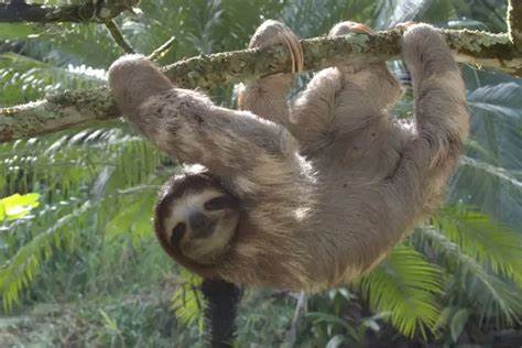 A Sloth could do complex tasks in NixOS
