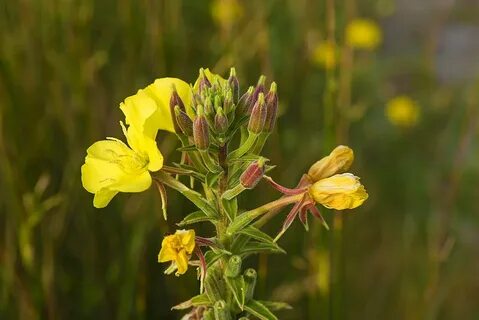 Gemeine Nachtkerze (Oenothera biennis) - Kräuterlexikon