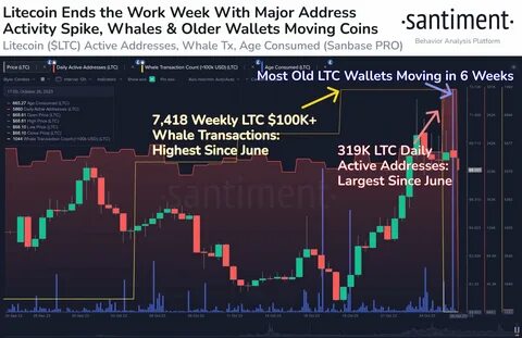 Litecoin Whale Activity Surges: Over 1,100 Daily Large Transactions