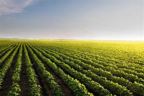 Soybeans Leaking with Ratings Strength