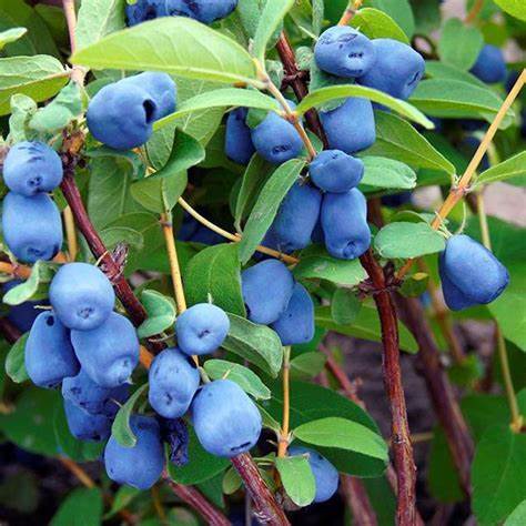 Borealis Honeyberry (Lonicera caerulea 'Borealis') in Regina 
