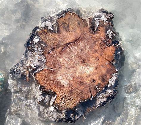 The Largest Ever Solar Storm Detected In 14,300-year-old Tree Rings (2023)