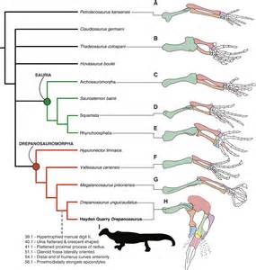 Triassic diapsid shows early diversification of skin appendages in reptiles