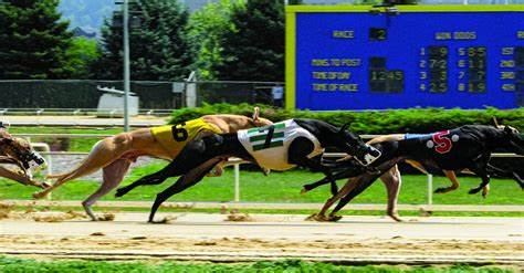The Tangled Past and Unsettled Future of Greyhound Racing in West Virginia