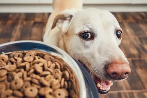 5 Best Raw Dog Foods, Tested By Pups And Reviewed By Pet Parents - Forbes