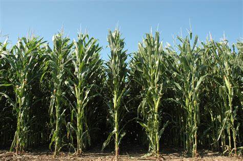 Closely sown corn plants communicate to defend themselves
