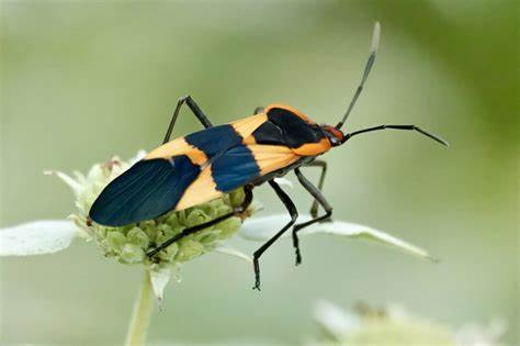 Insects are disappearing due to agriculture – and many other drivers