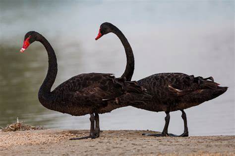 Flock of Black Swans: Trump Tariffs will kill another OCR cut – Will Orr be forced to raise in 2025? - thedailyblog.co.nz