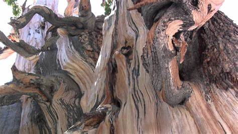 How One Researcher Accidentally Killed One of the Oldest Trees in the World