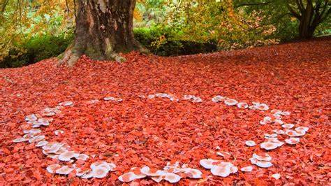Fairy Ring