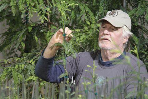 A Sequoia Forest Grows in Detroit