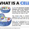 What Can a Cell Remember?