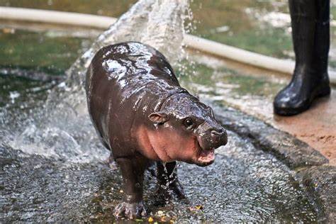 Investor turns $800 into $7.5 million as hippo-inspired cryptocurrency skyrockets - MSN