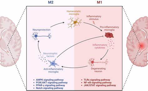 Alzheimer's Protective Mutation Works by Taming Inflammation in the Brain