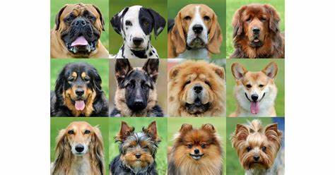 Show HN: Open Dog Registry – free, open-source API for 200 dog breeds